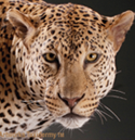 Leopard3